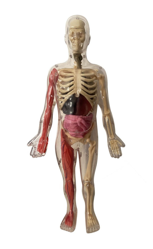 Auzou - Je découvre le corps humain