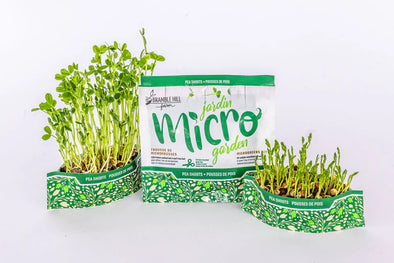 Jardin Micro pousses de pois